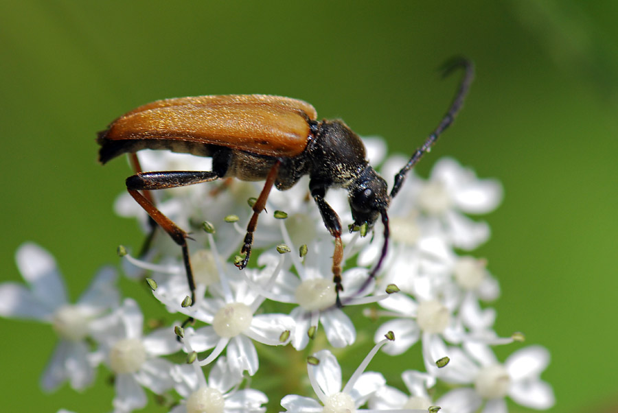 Stictoleptura rubra M/F (Cerambycidae)